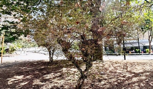 Spazi verdi ingialliti a &ldquo;Borgo-Sanzio&rdquo;, la proposta per l&rsquo;emergenza idrica nel verde pubblico della consigliera del III Municipio Angela Cerri