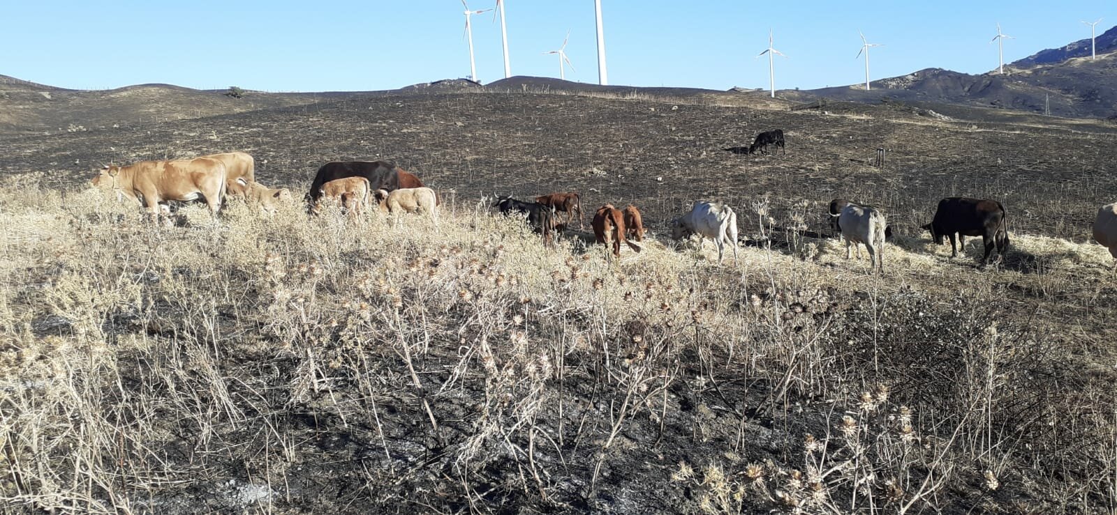 Incendio Gangi, Cia Sicilia Occidentale: “Macchina della solidarietà in moto, ma non basterà a superare grave emergenza” Incendio Gangi, Cia Sicilia Occidentale: “Macchina della solidarietà in moto, ma non basterà a superare grave emergenza”