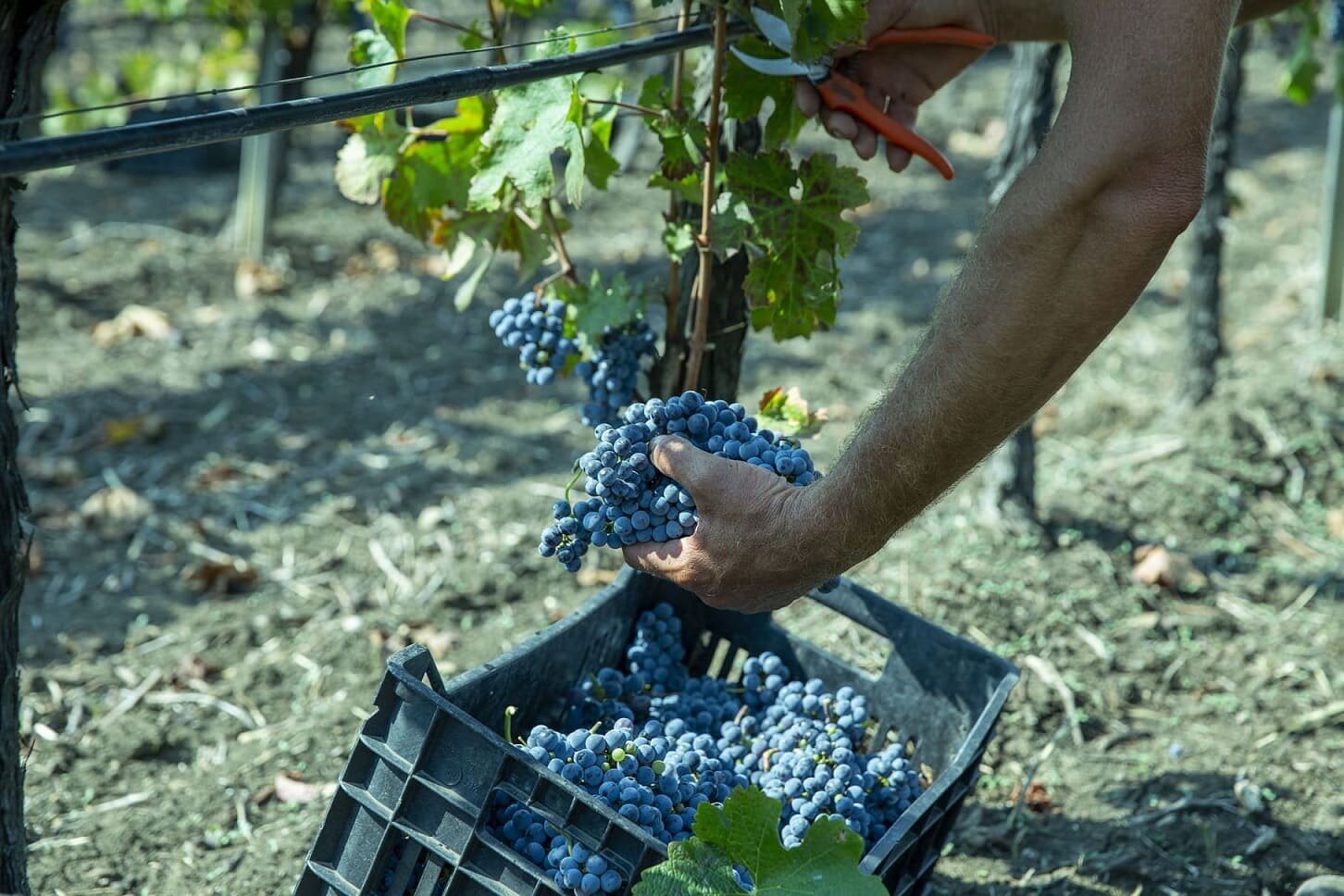 Viticoltura: nasce V-LAB Osservatorio sulle tecniche agronomiche dell'uva siciliana
