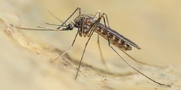 Asp, isolato un caso di West Nile Virus in un cavallo nel Catanese