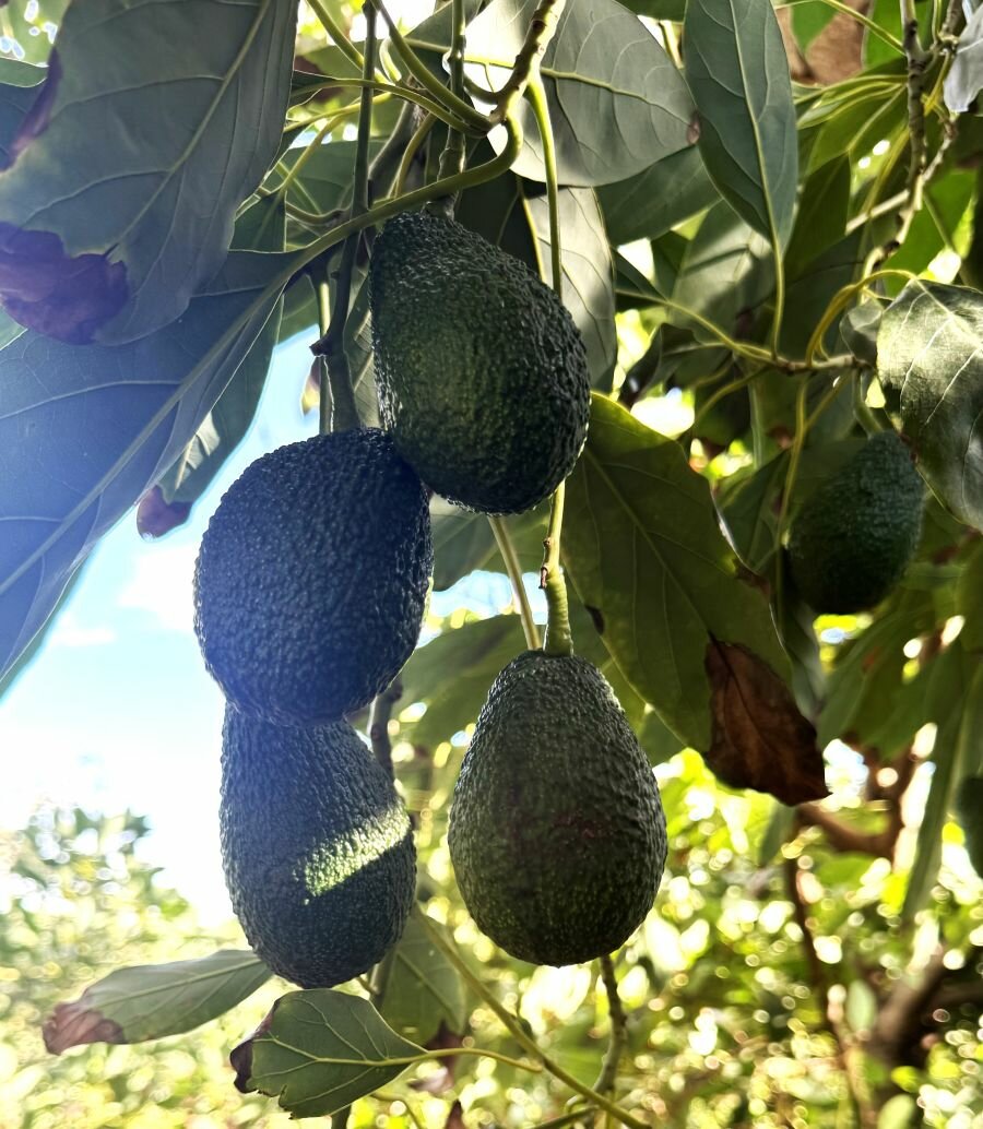 Agroalimentare, innovazione in campo: Progetto Superavocado