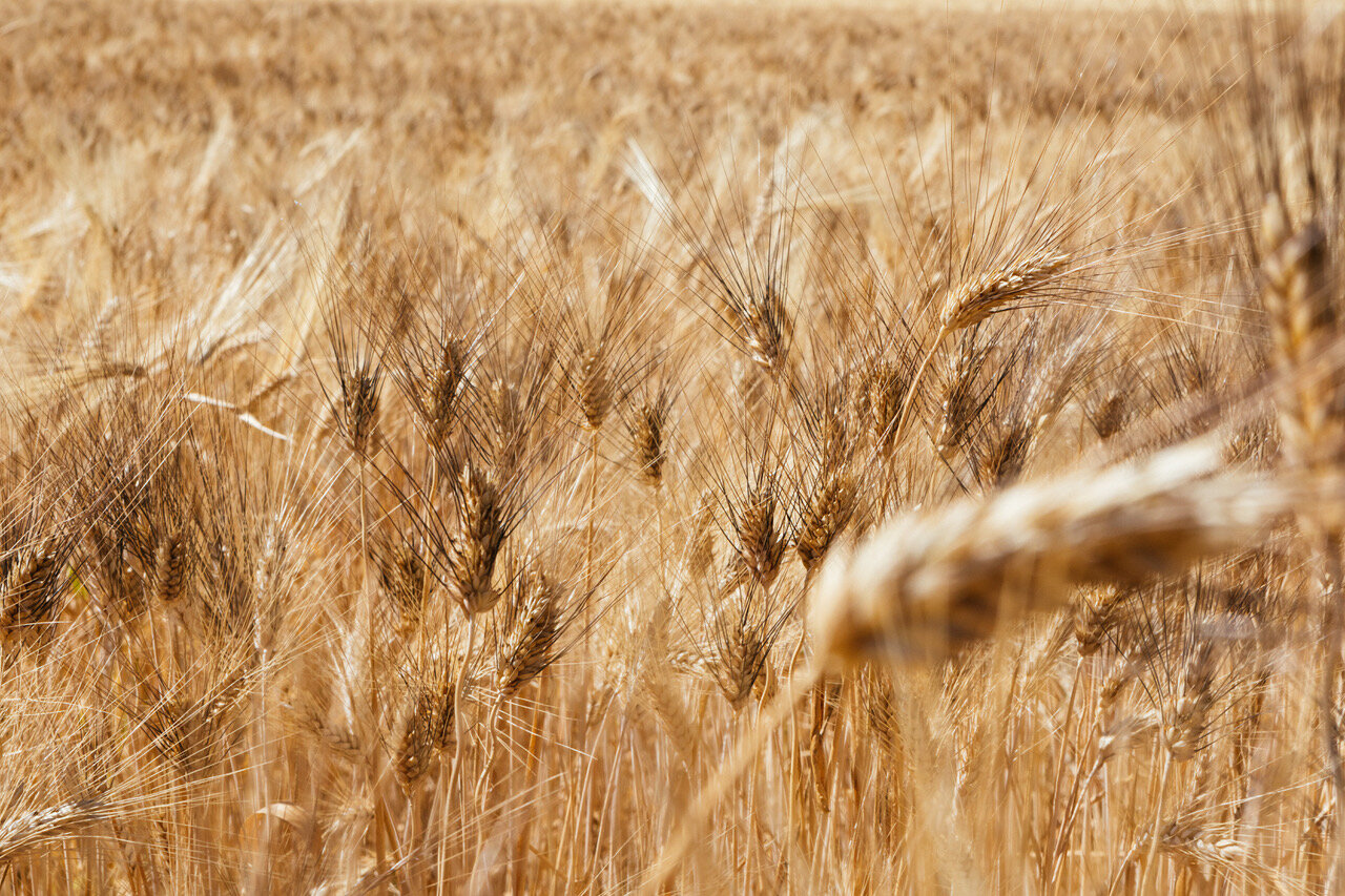 Agroalimentare, innovazione e ricerca con il ritorno in Sicilia del grano monococco