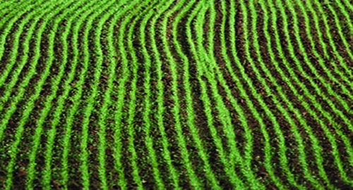 Agricoltura: pubblicato in Gazzetta Ufficiale il decreto che porta a 25 mila euro il &ldquo;de minimis&rdquo; per le imprese
