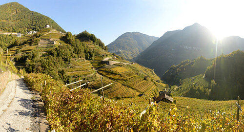 Cembra Cantina di Montagna, il vino che nasce nel ventre delle vette trentine