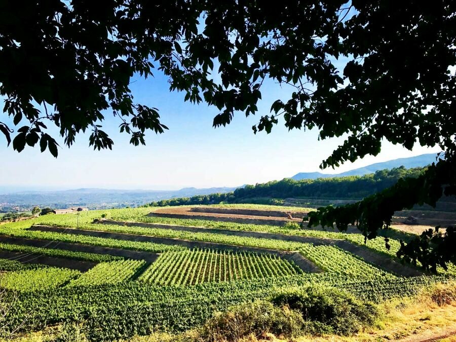 La 45&deg;edizione di ViniMilo al via il 29 agosto