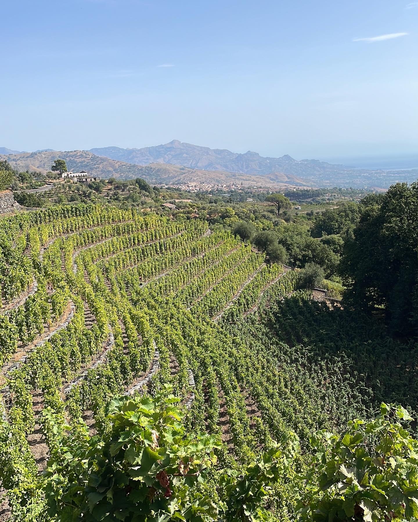 Progetto Di-Vino, il marketing esperienziale punta sul valore culturale e paesaggistico dei muretti a secco Progetto Di-Vino, il marketing esperienziale punta sul valore culturale e paesaggistico dei muretti a secco