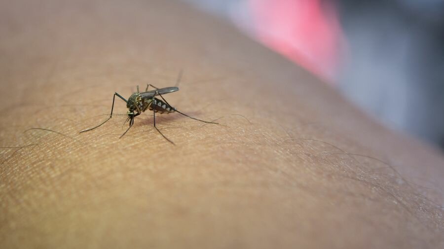 West Nile Virus: cos&rsquo;&egrave;, come si manifesta e come proteggersi davvero
