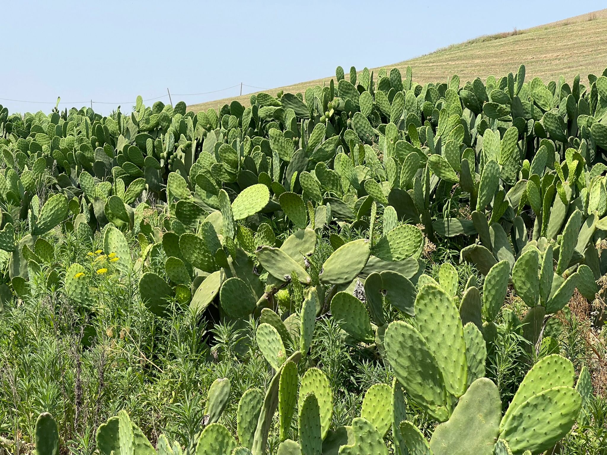 Agricoltura. "Il digestato microfiltrato" convegno a Catania il 21 luglio