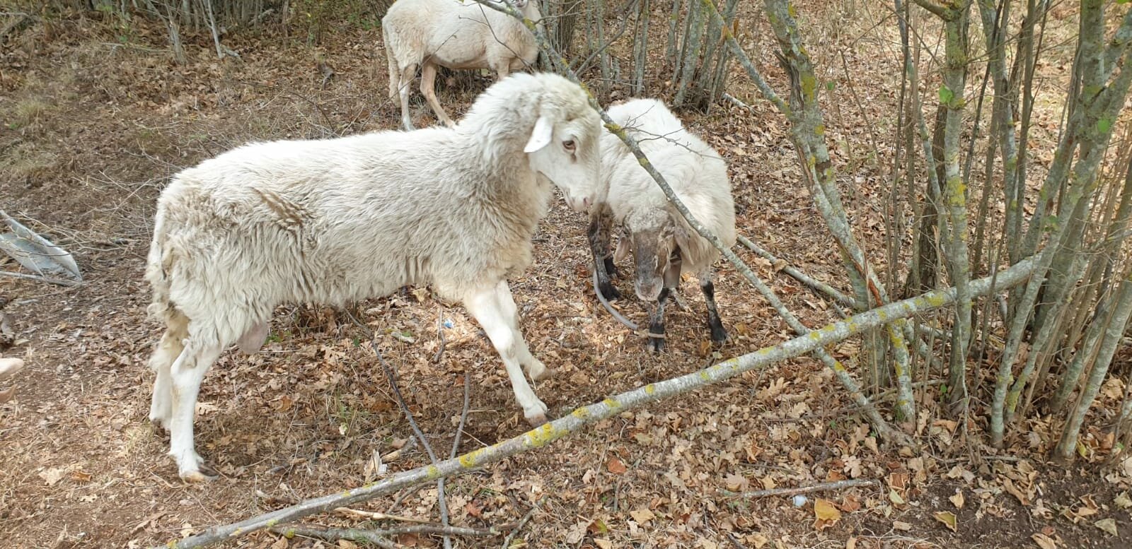 Lanciata la petizione "Salviamo gli animali di Messina dal macello" Lanciata la petizione "Salviamo gli animali di Messina dal macello"
