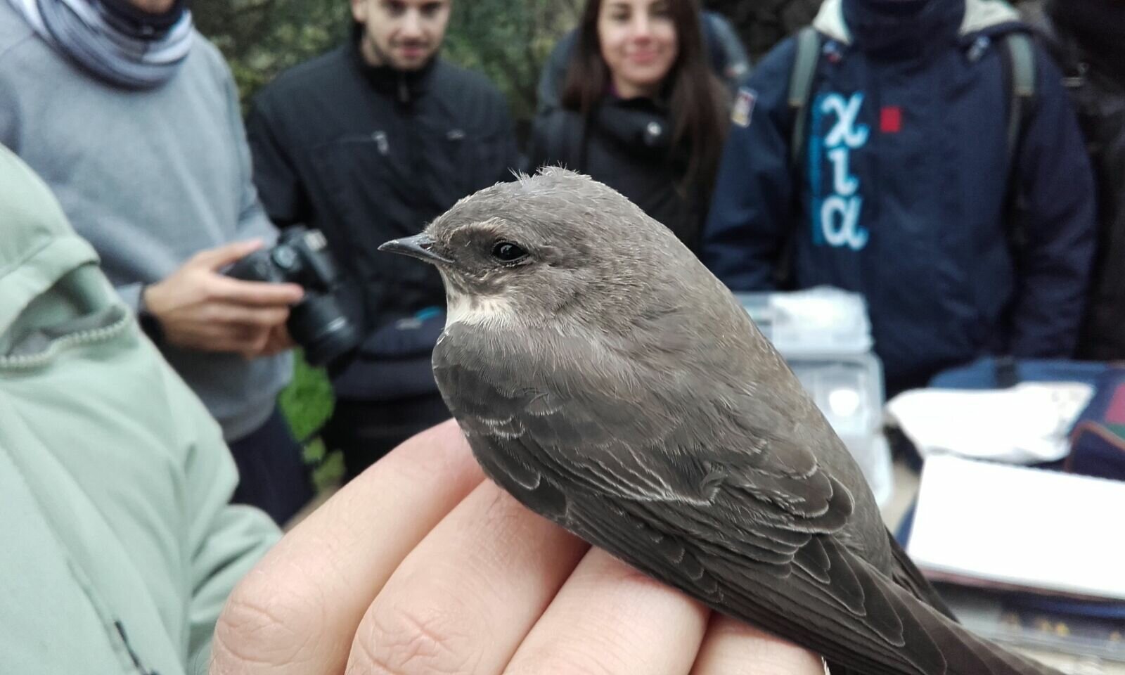 Progetto &ldquo;MonITRing&rdquo;, pubblicato il Rapporto 2016 sul censimento scientifico dell&rsquo;avifauna nella riserva naturale Complesso Immacolatelle e Micio Conti