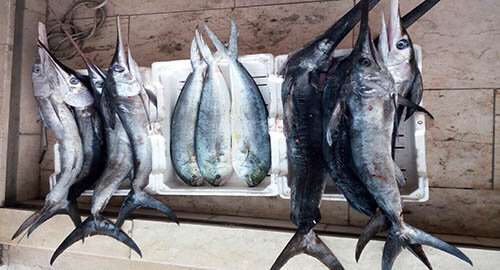 Pesca illegale, la Guardia Costiera di Catania sequestra 20 chili di pesce spada sottomisura