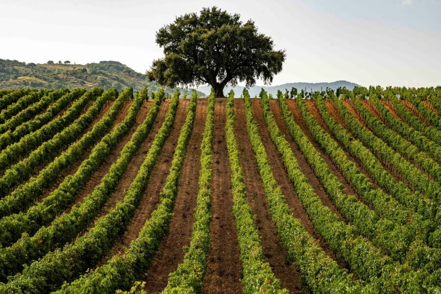 Consorzio Tutela Vini DOC Sicilia: produzione 2025 superiore del 10% Consorzio Tutela Vini DOC Sicilia: produzione 2025 superiore del 10%