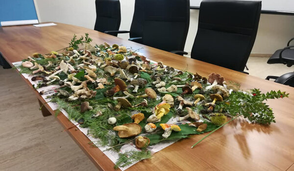Funghi, stagione in anticipo, riapre l&rsquo;Ispettorato micologico dell&rsquo;Asp di Catania