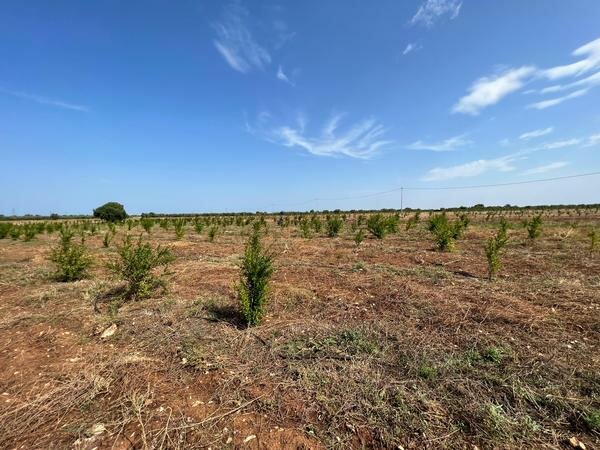 Giornata Alberi: la Foresta Plastic Free in un terreno confiscato alla mafia