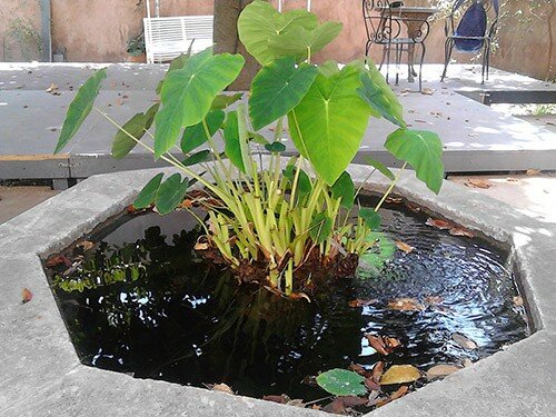 fontana-e-pedana-2-luglio-1520625159.jpg fontana-e-pedana-2-luglio-1520625159.jpg