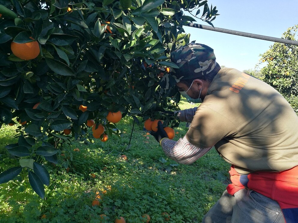 Crisi agrumicola siciliana: esubero di produzione, contrazione dei consumi