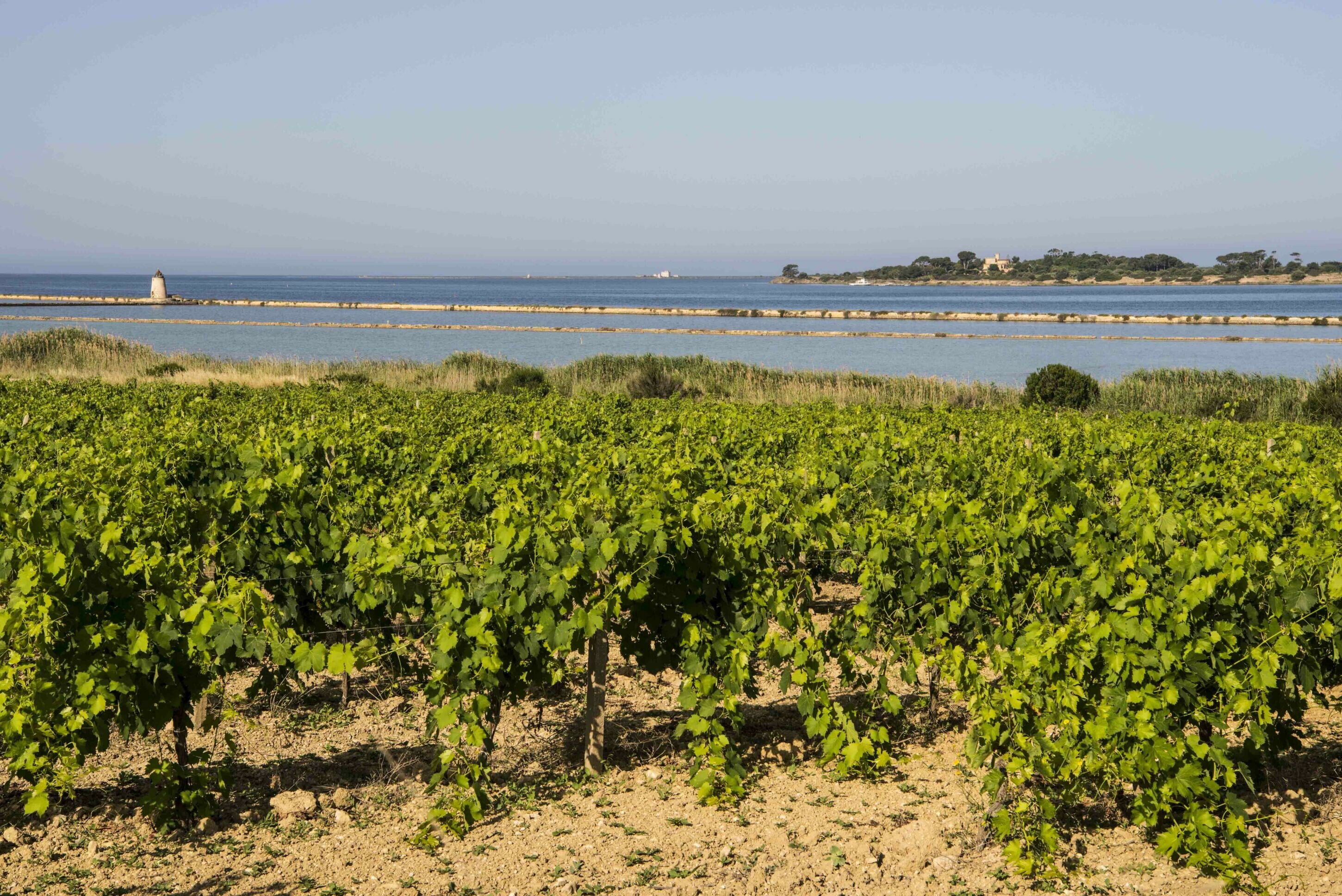 &ldquo;Sostenibilit&agrave; e percorsi virtuosi&rdquo;: quale futuro attende la vitivinicoltura in Sicilia&nbsp;