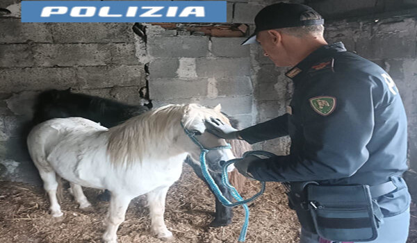 Scoperta una stalla abusiva dalla Polizia di Stato, trovati due pony, denunciato il proprietario, un macellaio catanese