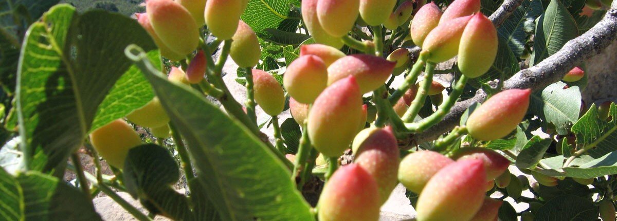 L'azienda Pistacchio S.p.A. emette Minibond da 8 milioni di euro L'azienda Pistacchio S.p.A. emette Minibond da 8 milioni di euro