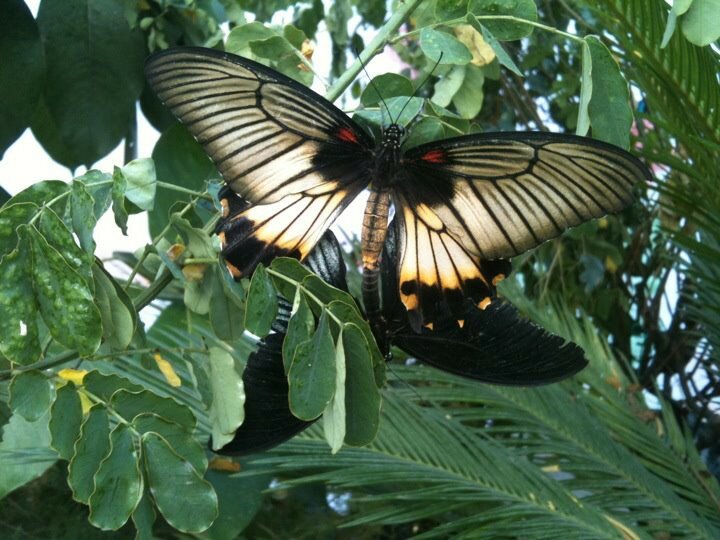La "Casa delle Farfalle" di Modica pronta per l'apertura al pubblico La "Casa delle Farfalle" di Modica pronta per l'apertura al pubblico