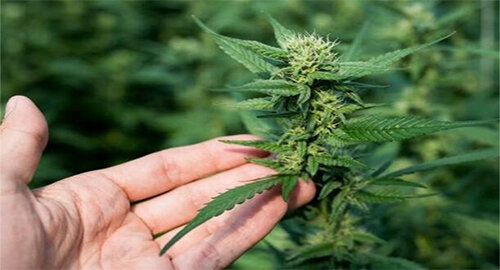 Cannabis light legale, cosa c'&egrave; da sapere?