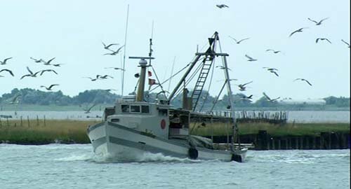 "Agricoltura e pesca verso una transizione sostenibile in Sicilia" il 21 luglio seminario online