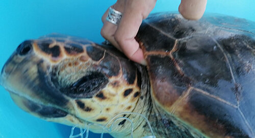 Linosa, la tartaruga che ha ingoiato ami, salvata da diportisti ed affidata all'Area Marina Protetta