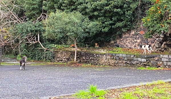Emergenza a "Borgo-Sanzio", pericolo cani randagi che assaltano e uccidono gatti del quartiere