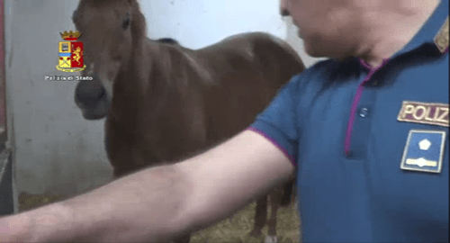 Un pool per combattere il maltrattamento di animali, sequestrati dalla Polizia tre cavalli in una stalla nel quartiere di San Cristoforo Un pool per combattere il maltrattamento di animali, sequestrati dalla Polizia tre cavalli in una stalla nel quartiere di San Cristoforo