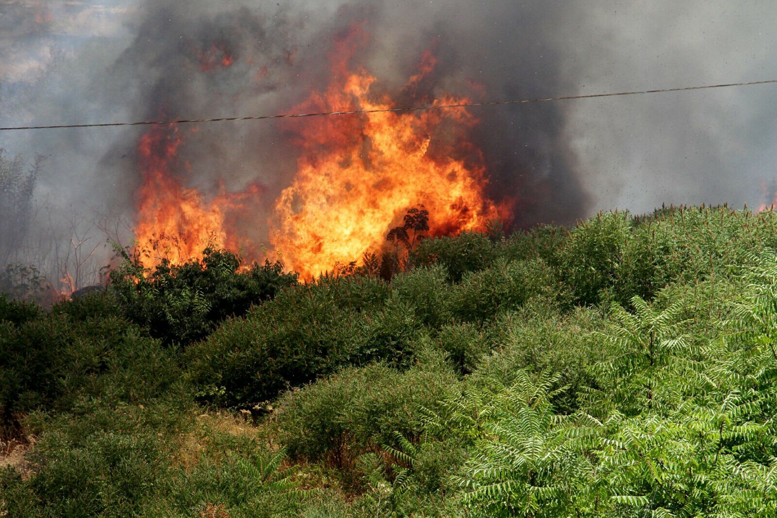 Allarme incendi in citt&agrave;, lettera aperta all'amministrazione del consigliere Giuseppe Catalano