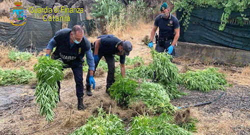 Scovata dalla Guardia di Finanza una piantagione di marijuana nel territorio di Bronte, arrestato un 55enne e denunciato il fratello 33enne