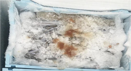 Ad Acireale scoperta dalla Polizia attivit&agrave; illegale di lavorazione e commercio di prodotti ittici, deferito il datore di lavoro