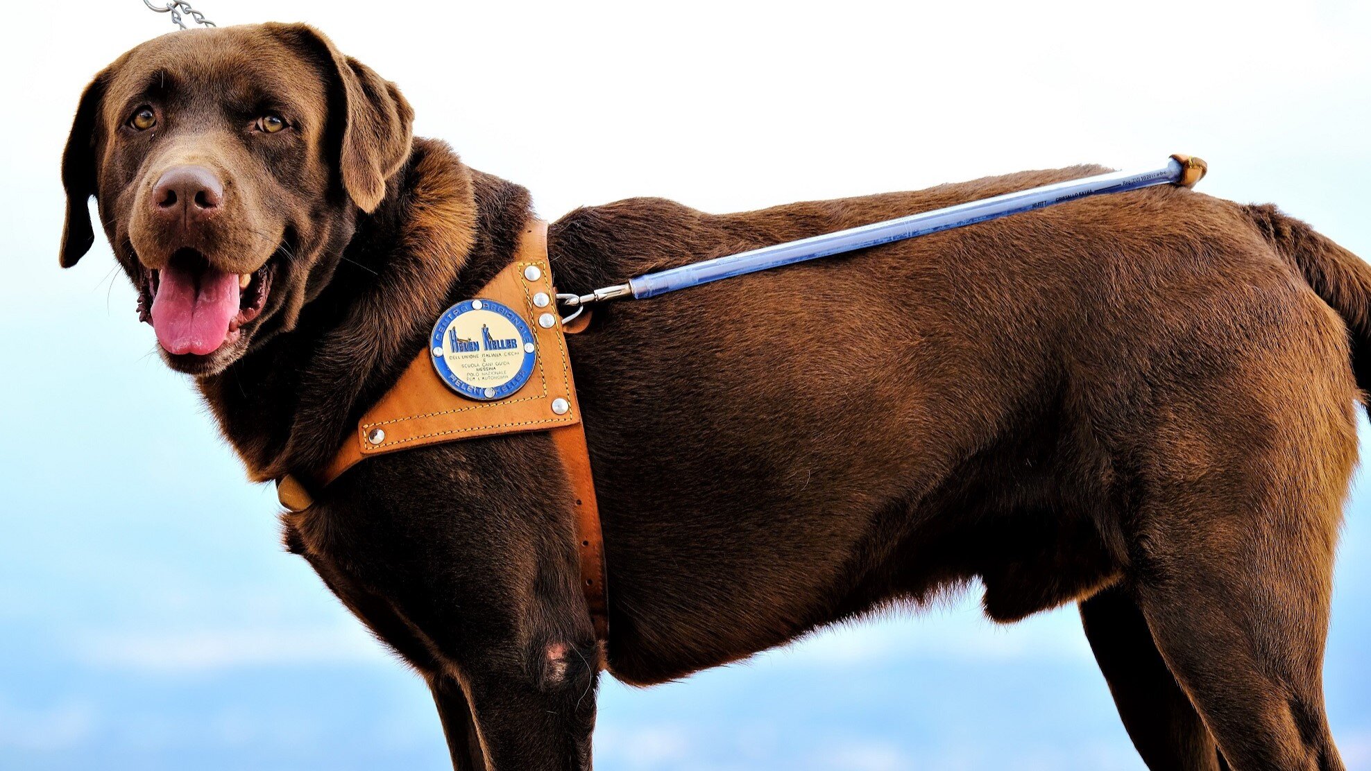 Uici, Giornata del Cane guida a Catania per far rispettare la legge