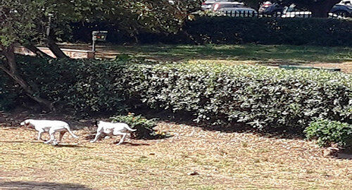 Cani in libertà nell’area verde del Parco Madre Teresa di Calcutta, la segnalazione del Comitato Cittadino Vulcania Cani in libertà nell’area verde del Parco Madre Teresa di Calcutta, la segnalazione del Comitato Cittadino Vulcania