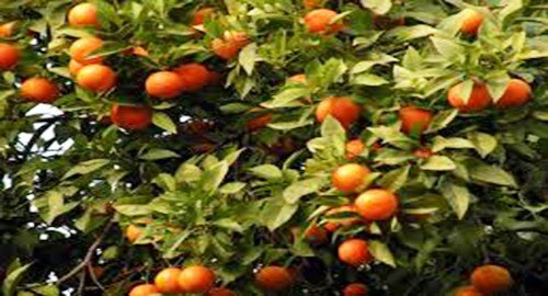 Agrumi, il 24 febbraio convegno con analisi del settore e strategie &ldquo;in attesa del piano nazionale&rdquo;