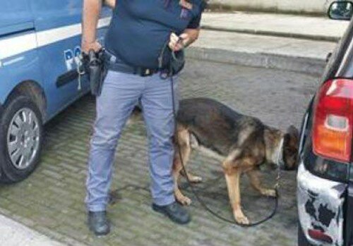 cani-antidroga-408866755.jpg