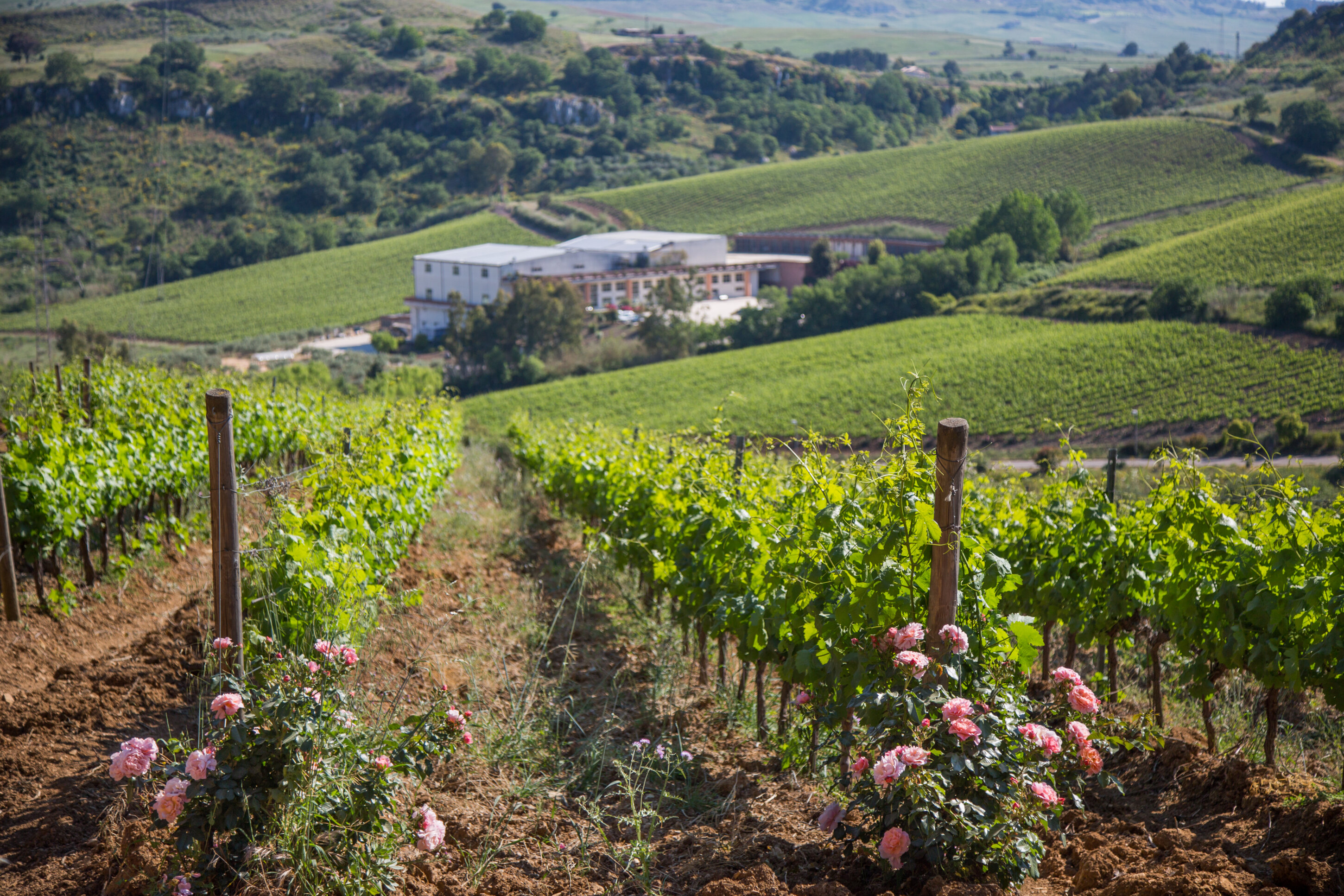 Cantine Aperte 2023, a Baglio di Pianetto tra degustazioni, musica e cibo