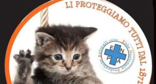 Scappa dopo avere investito e ucciso una gattina, identificata e denunciata dalla Polizia