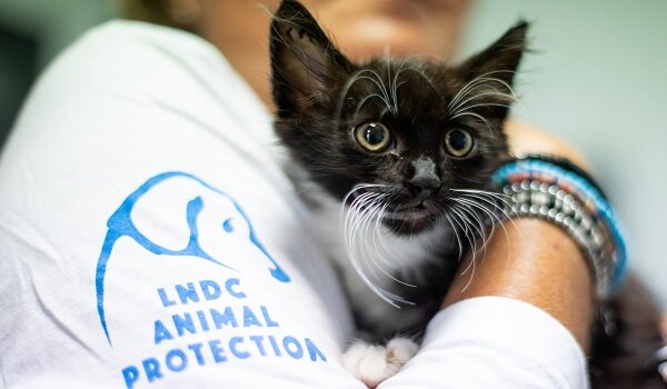 Abbandoni estivi e animali selvatici in difficolt&agrave;, i consigli di LNDC Animal Protection