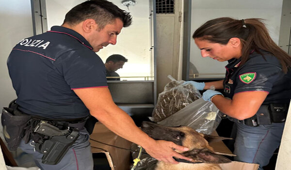 Ingente quantitativo di marijuana sequestrato dalla Polizia di Stato in via Capo Passero che se immesso sul mercato avrebbe fruttato circa 80mila euro