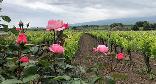 Tre etichette Al-Cant&agrave;ra premiate a Londra al Decanter World Wine Awards