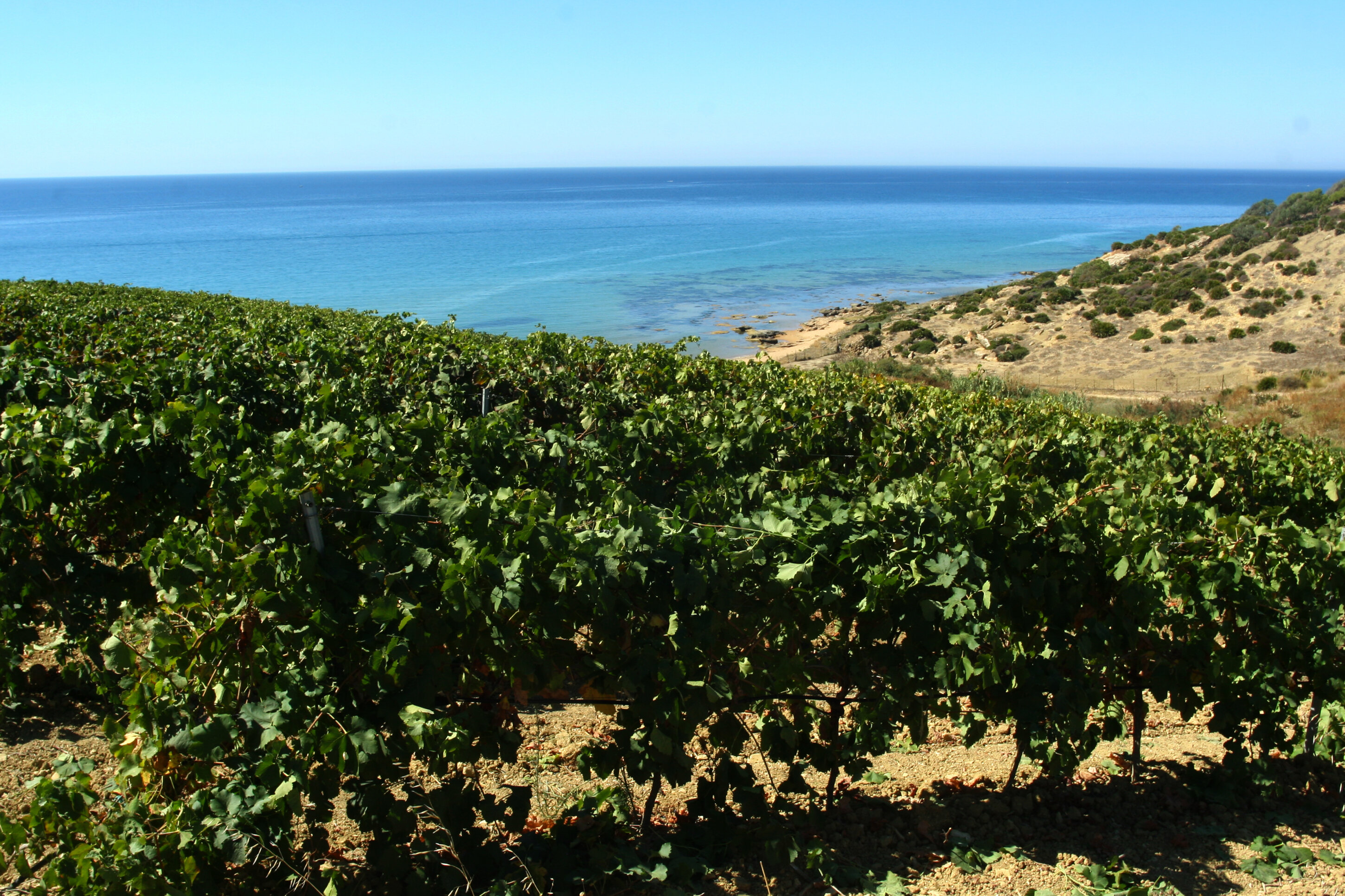 Grillo e Nero d&rsquo;Avola Sicilia Doc, Cantine Settesoli celebra il carattere degli autoctoni