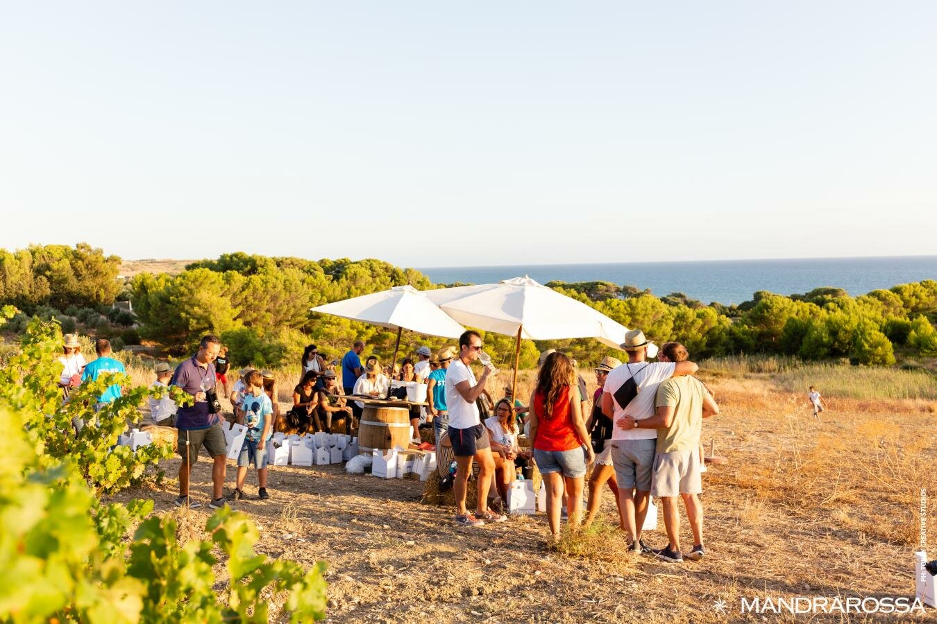 "Mandrarossa Vineyard Tour 2023" il 22 e 23 luglio a Menfi vendemmia tra mare e vigne