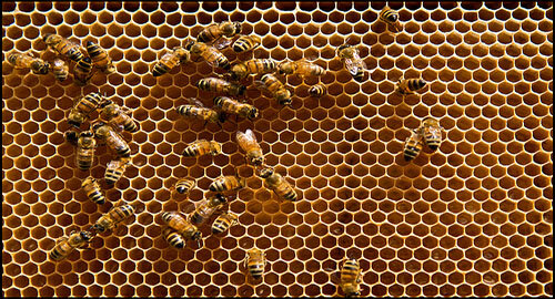 &laquo;BEEing&raquo;, inquinamento da smog sotto controllo grazie alle api in 20 citt&agrave; italiane