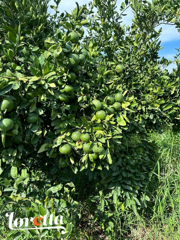 Arancia Loretta presenta la nuova varietà di agrume Miyagawa Arancia Loretta presenta la nuova varietà di agrume Miyagawa
