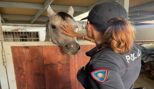 Un cavallo nel garage, quarantaduenne di Acireale denunciato per maltrattamento di animali e sanzionato per 9 mila euro Un cavallo nel garage, quarantaduenne di Acireale denunciato per maltrattamento di animali e sanzionato per 9 mila euro
