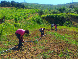 Applicazione "salva braccianti" contro la cancellazione delle giornate lavorative