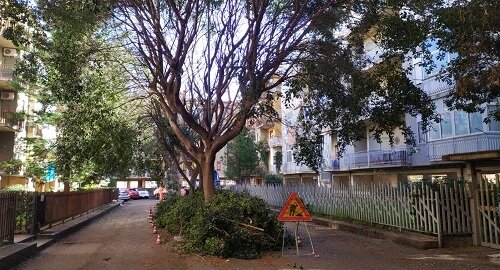 Cura del verde e potatura alberi a San Giovanni Galermo nel IV municipio￼
