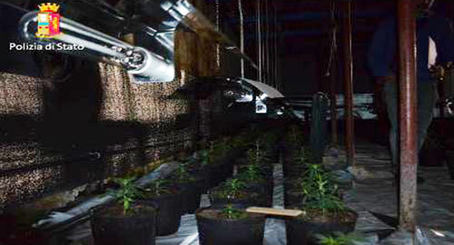 La Squadra Mobile sequestra piantagione di marijuana in una serra di Ragalna, un arrestato