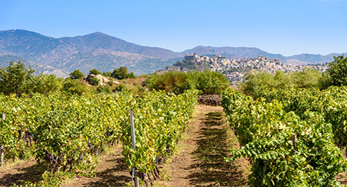 Alla scoperta della Sicilia del vino: 3 itinerari tra le viti dell&rsquo;antica Trinacria